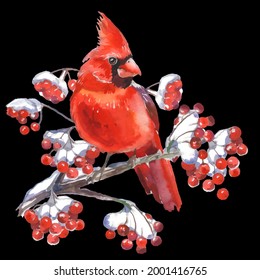 Cardinal birds are a symbol of Christmas. Can be used as a postcard, cover background, or for a web message. Vector illustration in a watercolor style.