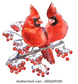 Cardinal birds are a symbol of Christmas. Can be used as a postcard, cover background, or for a web message. Vector illustration in a watercolor style.