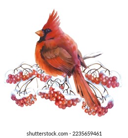 Cardinal birds are a symbol of Christmas. Can be used as a postcard, cover background, or for a web message. Vector illustration in a watercolor style. Seamless Pattern.