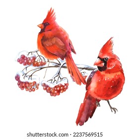 Cardinal birds are a symbol of Christmas. Can be used as a postcard, cover background, or for a web message. Vector illustration in a watercolor style.