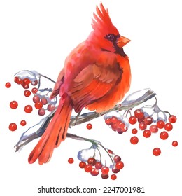 Cardinal birds are a symbol of Christmas. Can be used as a postcard, cover background, or for a web message. Vector illustration in a watercolor style. 