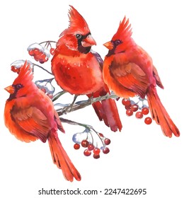 Cardinal birds are a symbol of Christmas. Can be used as a postcard, cover background, or for a web message. Vector illustration in a watercolor style. 