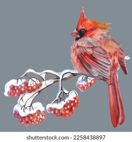 Cardinal birds are a symbol of Christmas. Can be used as a postcard, cover background, or for a web message. Vector illustration in a watercolor style.
