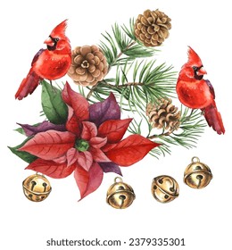 Cardinal birds - a symbol of Christmas, ripe red pomegranate . Set of design elements isolated on white background. Vector illustration in a watercolor style.
