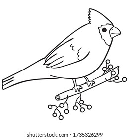 Cardinal black outline freehand, pretty bird illustration, beautiful animal sketch on branch, coloring image