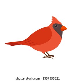 Cardinal, cute bird. Isolated vector illustration