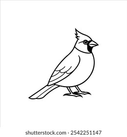 A cardinal depicted in distinct line art style on a white background as a vector.