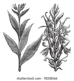 Cardinal Flower or Lobelia cardinalis or Lobelia Fulgens, vintage engraving. Old engraved illustration of Cardinal Flower isolated on a white background. Trousset Encyclopedia