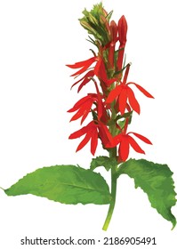 Cardinal Flower ( Lobelia cardinalis ) North American Wetland Wildflower Isolated 