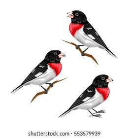 Cardinal grosbeak