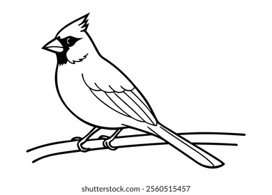 A cardinal line art vector illustration