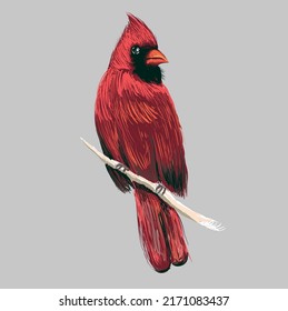 cardinal painting colour vector illustration 