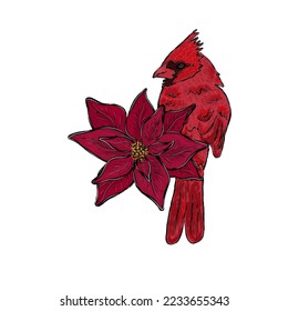 cardenal, , poinsettia, ave, vector, composición,