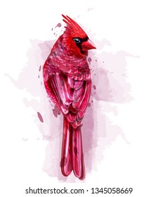 Cardinal red bird watercolor Vector. isolated on white illustration