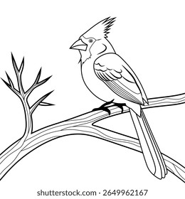 cardinal silhouette line art vector illustration with a white background