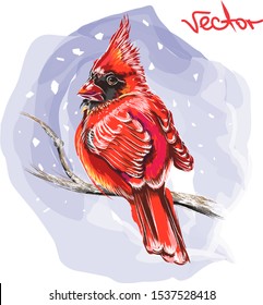 Cardinals bird is sitting on a branch. Hand-drawn vector illustration. Bright
 and colorful illustration on the New Year theme. Illustration with a red bird sitting on a branch during a snowfall.