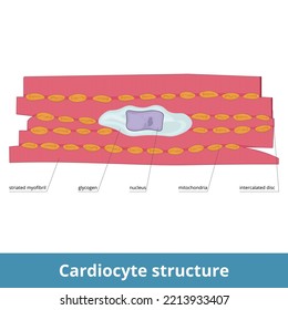 Cardiocyte Structure. Heart Muscle Cell And Its Elements Include Striated Myofibril, Glycogen, Nucleus, And Mitochondria. Intercalated Disks As An Adjacent Part Of Them.