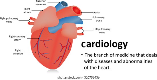heart blood flow diagram