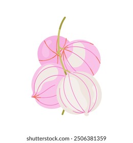 Cardiospermum halicacabum Ballonrebe Vector illustration, lesser balloon vine isolated on white background. Summer Garden plant