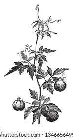 Cardiospermum Halicacabum is known as balloon plant. It is native to southeast Africa and used as an ornamental plant. The name "Balloon plant" is an allusion to the swelling bladder-like fruit