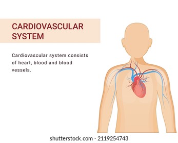 Cardiovascular Or Circulatory System Poster Design With Part Of Human Organic On White Background.