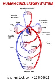 The cardiovascular circulatory system transports food, hormones, metabolic wastes, and gases (oxygen, carbon dioxide) to and from cells. Double circulatory system. Vector diagram