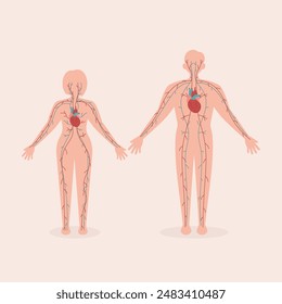 Cardiovascular Human Organ System Flat Illustration
