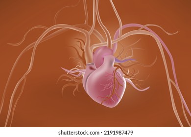 Cardiovascular physical Heart system,vector image
