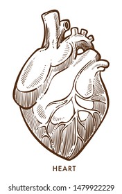 Cardiovascular system, heart isolated sketch, internal organ vector. Anatomy or physiology, heartbeat and pulse, blood pressure and flow. Anatomical structure, cardiology, medicine and healthcare
