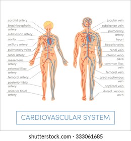 Cardiovascular system of a human. Cartoon vector illustration for medical atlas or educational textbook. Male and female physiology.