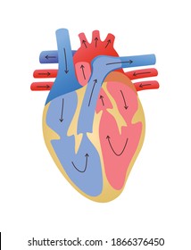cardiovascular system pathway of blood flow in the heart white isolated background flat style