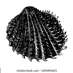 Cardium Aculeatum is the familiar cockles are among the most widely distributed of shells vintage line drawing or engraving illustration.