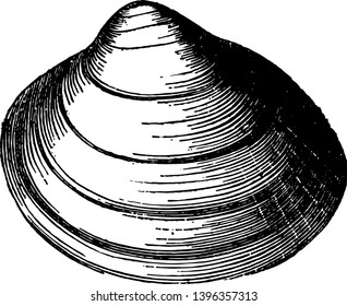 Cardium Groenlandicum is the familiar cockles are among the most widely distributed of shells vintage line drawing or engraving illustration.