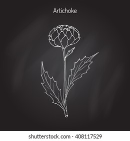 The cardoon (Cynara cardunculus), or artichoke thistle, cardone, cardoni, carduni, cardi. Hand drawn botanical vector illustration svg