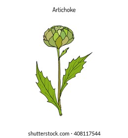The cardoon (Cynara cardunculus), or artichoke thistle, cardone, cardoni, carduni, cardi. Hand drawn botanical vector illustration svg