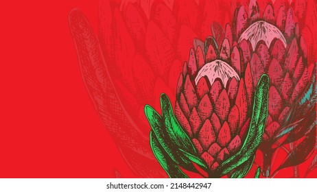 Cards with red protea king flowers on red. Spring and summer botanical template for web site banner wedding or greeting card. valentines day