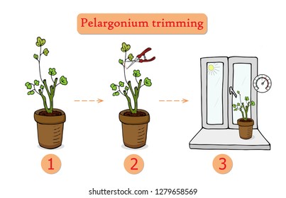 Care for flowers at home. Pruning a flower. Batanica. Flora.Vector