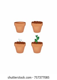 
Care of the plant