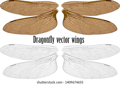 carefully drawn graceful wings of a large dragonfly isolated on white background