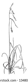 Carex is a vast genus of grassy plants in the family Cyperaceae. The flowers are small and are combined into spikes, vintage line drawing or engraving illustration.