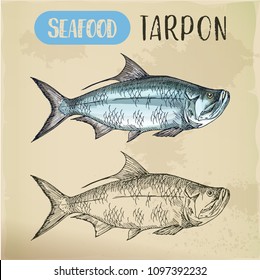 Caribbean and atlantic seafood fish. Sketch of seafood for signboard. Tarpon of megalops logo for restaurant or shop, store. Fishing and catch, underwater animal, ocean and sea theme
