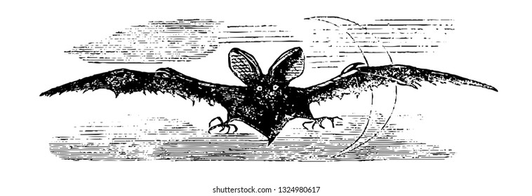  The Caribbean is watching bats like good angels who watch the security of house during the nights, vintage engraved line art illustration. Infernal Dictionary 1863.