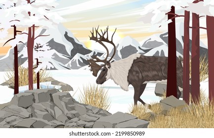 A caribou with big horns walks through a snow-covered mountain valley. Reindeer in winter. Realistic vector landscape