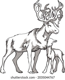 Caribou deer and indigenous peoples of northern Russia. Vintage black and white drawing. Vector illustration. Nature and man