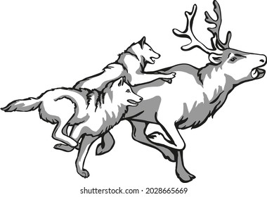 Caribou and indigenous wolfs of the north of Russia. Husky dogs. The dogs are driving the deer. Vintage black and white drawing. Vector illustration. Nature and man.