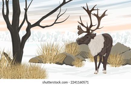 Caribou stands in a snowy meadow with dry grass and a tree. Reindeer in winter. Realistic vector landscape