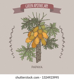 Carica papaya aka papaya tree color sketch. Green apothecary series. Great for traditional medicine, or gardening.