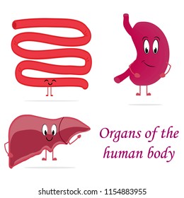 Caricature of healthy organs of the human body. Pack of three organ. Isolated.
