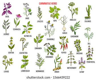 Carminative herbs. Hand drawn vector set of medicinal plants