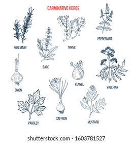 Carminative herbs. Hand drawn vector set of medicinal plants